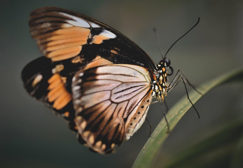 Butterfly in nature